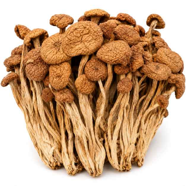 茶树菇